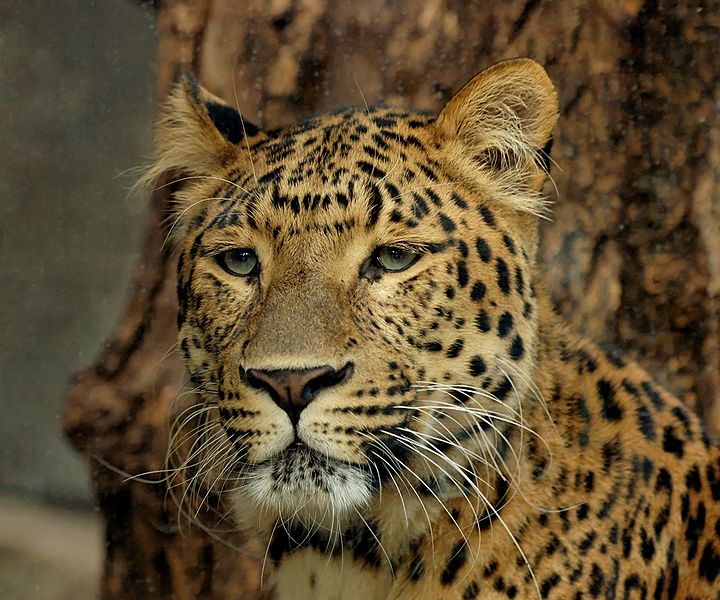 North China leopard (Panthera pardus japonensis) seen through the glass of its cage. From the zoological garden of the Jardin des Plantes in Paris. Photo by Marie-Lan Nguyen, Public Domain. 