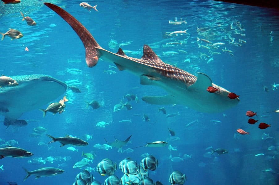 Conservation news on Whale Sharks