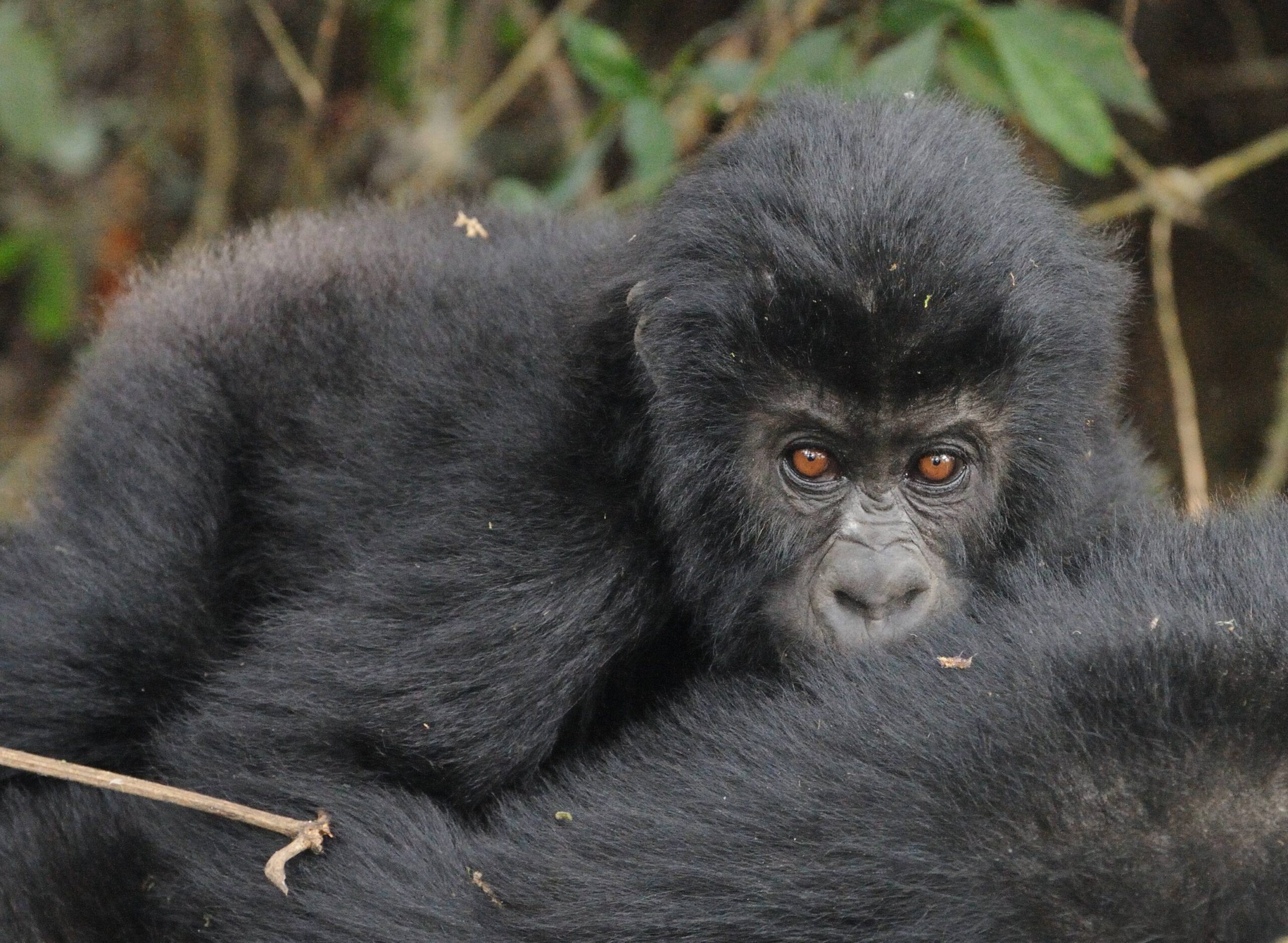The Itombwe reserve is a critical conservation area for the Gruaer's gorilla, largest of the great apes. Photo courtesy of WCS.