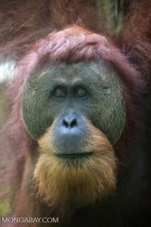 Adult male Sumatran orangutan in Gunung Leuser National Park. Photo by Rhett A. Butler