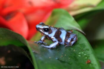 Blue color form of Dendrobates auratus dart frog. Photo by Rhett A. Butler.