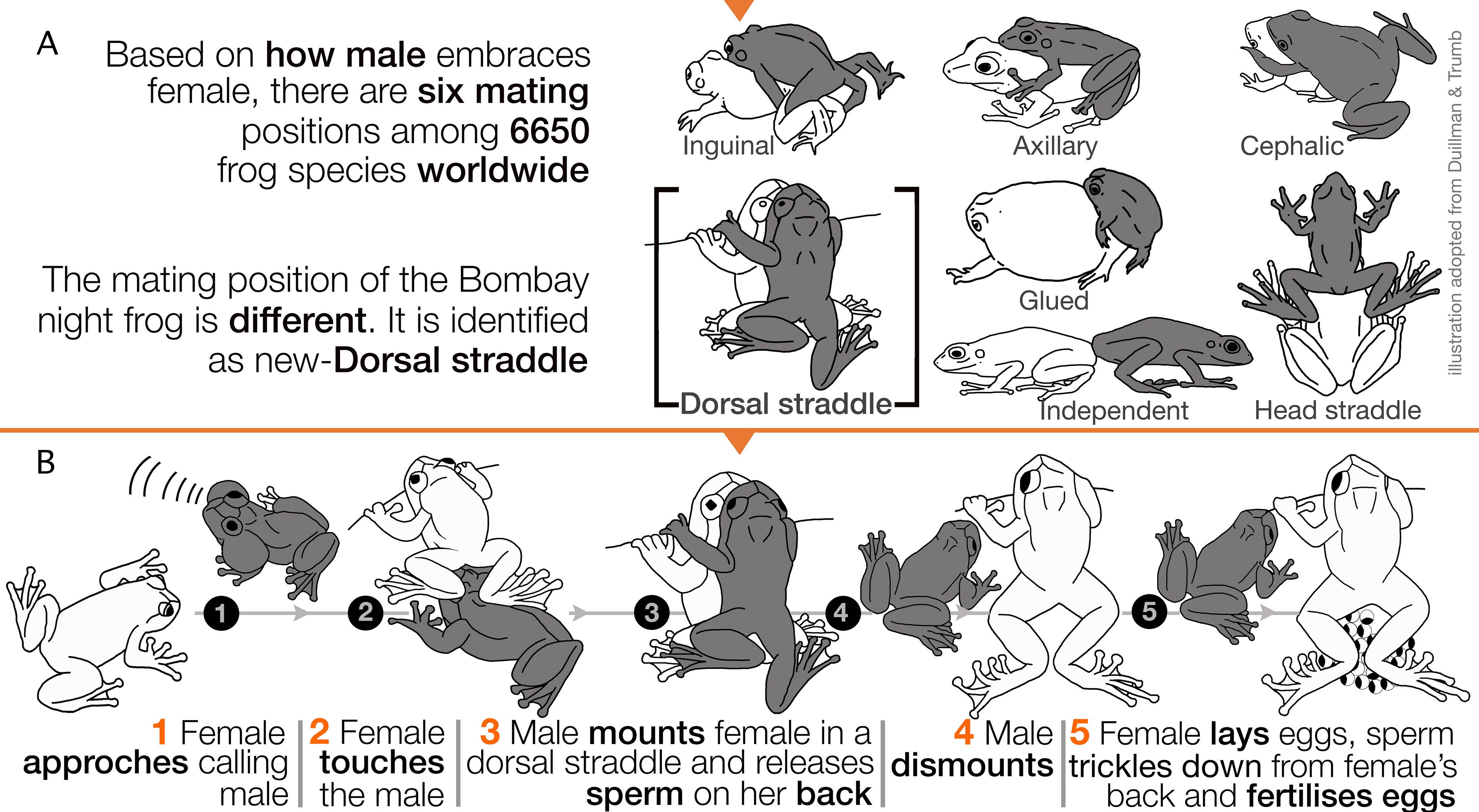 New ‘froggy Style Mating Position Discovered In Bombay Night Frogs 