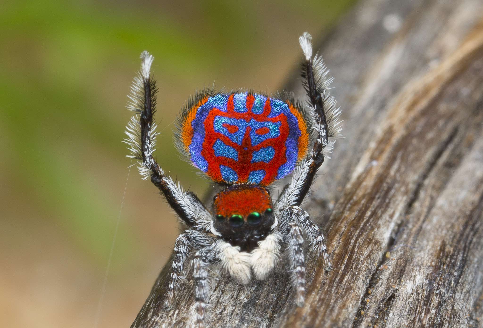 Seven New Species of Australian Peacock Spiders Discovered, Biology