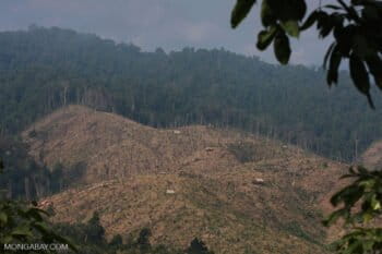 Deforestation for a rubber plantation in Laos. While scientists have been pointing for years to the problems caused by natural forest conversion to rubber plantations, activist groups had been slow to target rubber relative to other commodities like soy, palm oil oil, timber, and wood-fiber.
