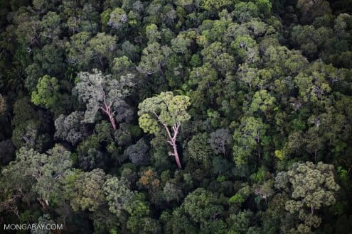 Rainforest emergent tree in Borneo.