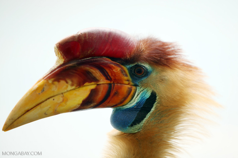 Sulawesi's Knobbed hornbill. Hornbills have been targeted for their casques. Photo by Rhett A. Butler