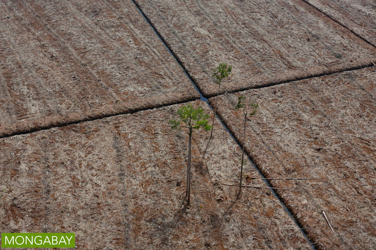 Ramin trees amid a deforested peatland in Riau Province. Photo by Rhett A Butler