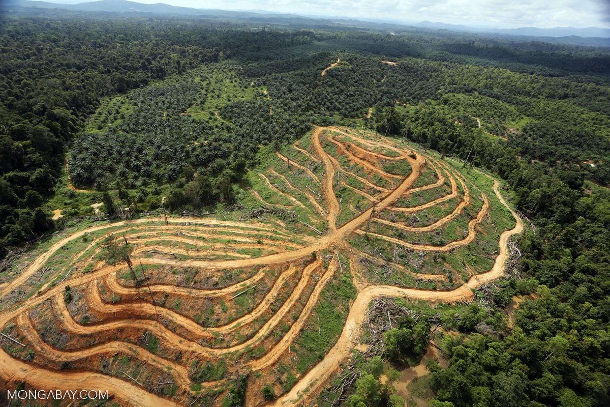 Rainforest cleared for an oil palm plantation in Indonesia. Photo by Rhett A. Butler