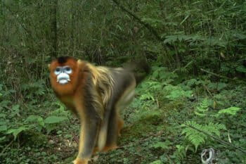 A golden snub-nosed monkey (Rhinopithecus roxellana), caught on camera trap inside the reserve. Photo courtesy of Laohegou Nature Reserve Center.