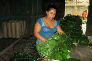 Marta Álvarez inspects xate palm fronds harvested in the Uaxactún community forest concession. Photo by Sandra Cuffe.