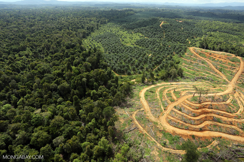 Oil palm plantations encroach on Bornean rainforest. As habitat loss continues, orangutan rehabilitation centers are struggling to cope with demand. There is an urgent need to reintroduce animals, but some scientists warn that doing so without making sure that orangutans are released into the regions that they originally came from could jeopardise populations. Photo by Rhett A. Butler