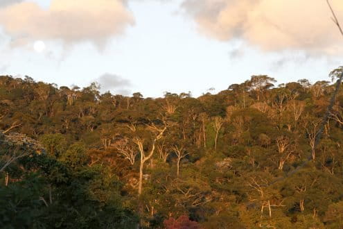 Atlantic Forest Mata do Passarinho Reserve- Bennett Hennessey