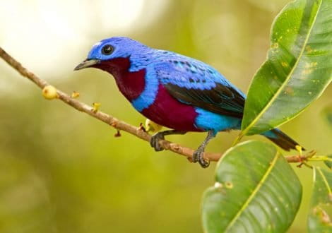 Banded Cotinga_CA.