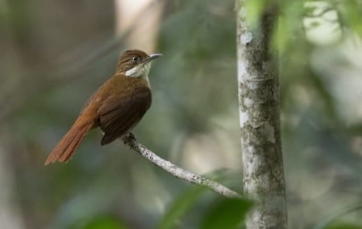 Pernambuco Foliage-gleaner_Ciro Albano