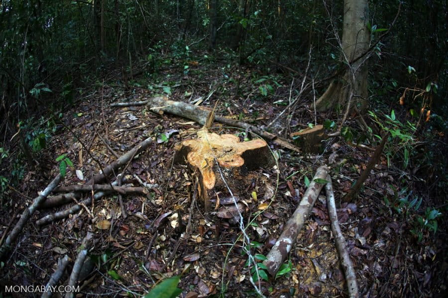 Natural rubber - National strategy to combat imported deforestation