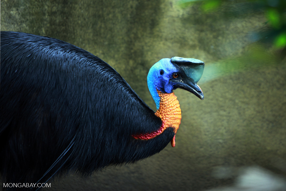 The stocky, flightless northern cassowary (Casuarius unappendiculatus) is one of the birds-of-paradise for which Papua is famous. Photo by Rhett Butler/Mongabay