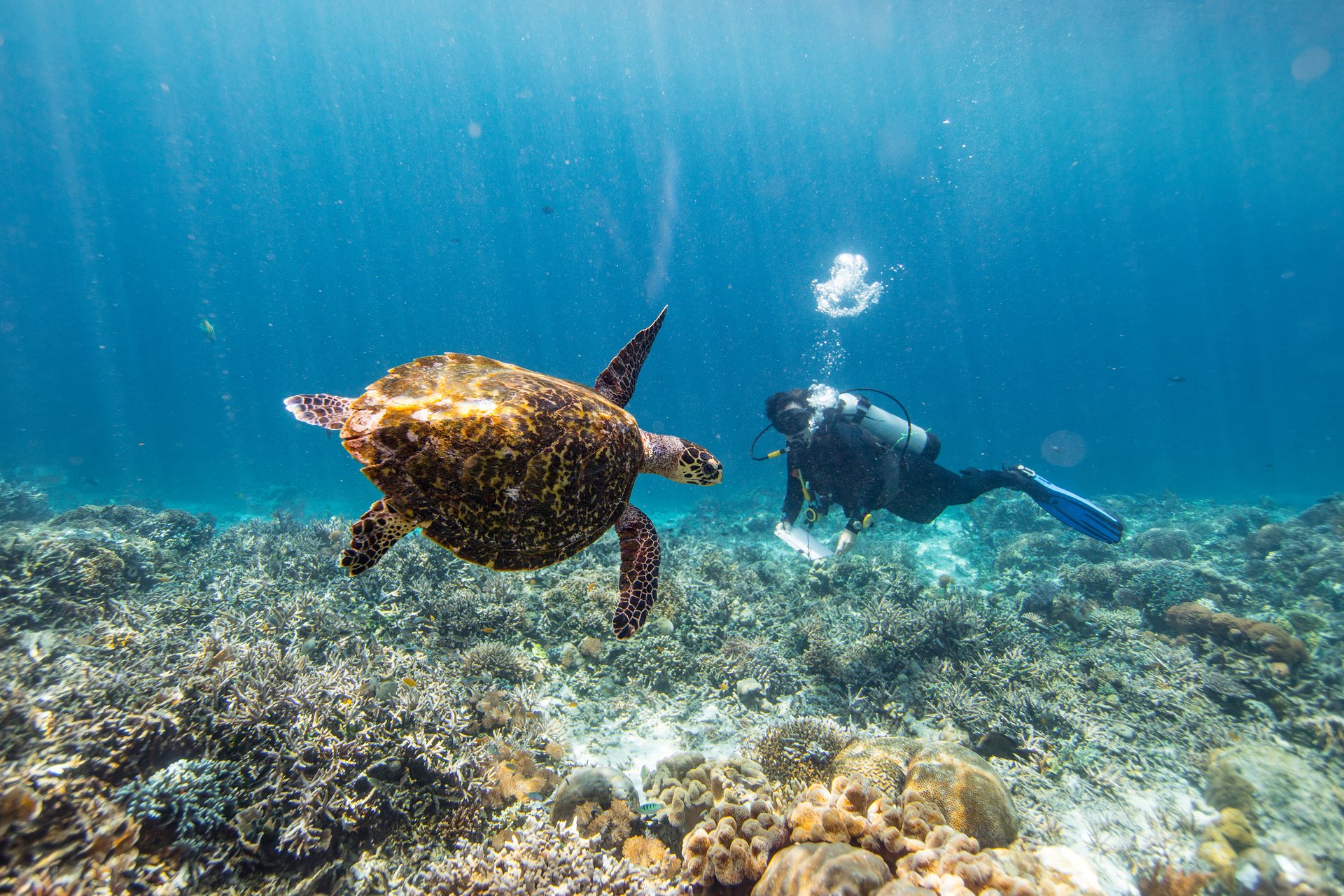 Gabby Ahmadia sees a hawksbill turtle. WWF has been working with a seaweed farming community to promote alternative livelihoods to protect endangered turtles.