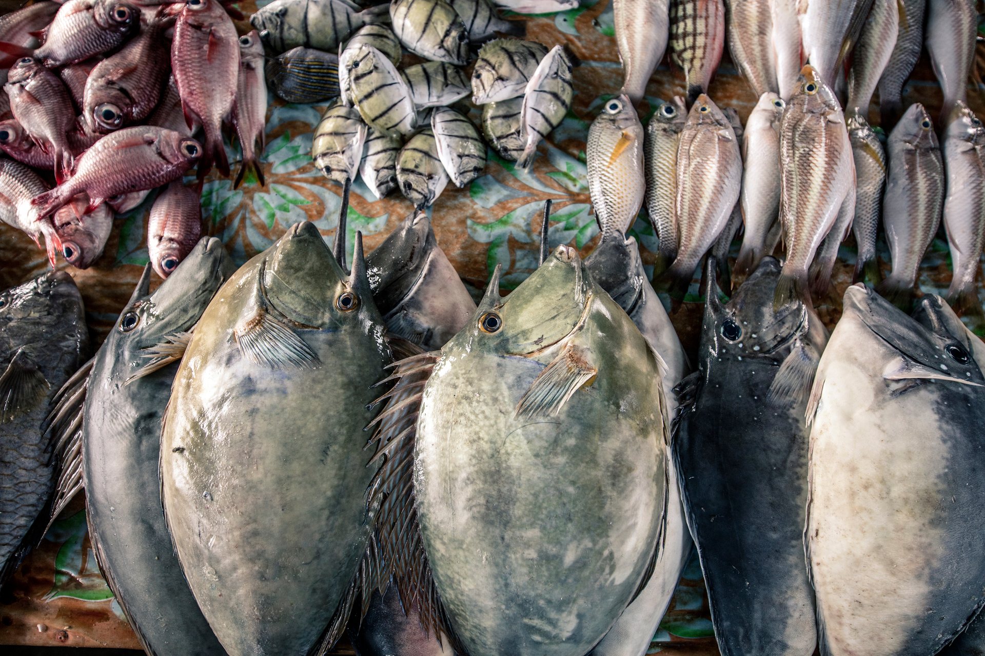 Fish at the market in Langgur.