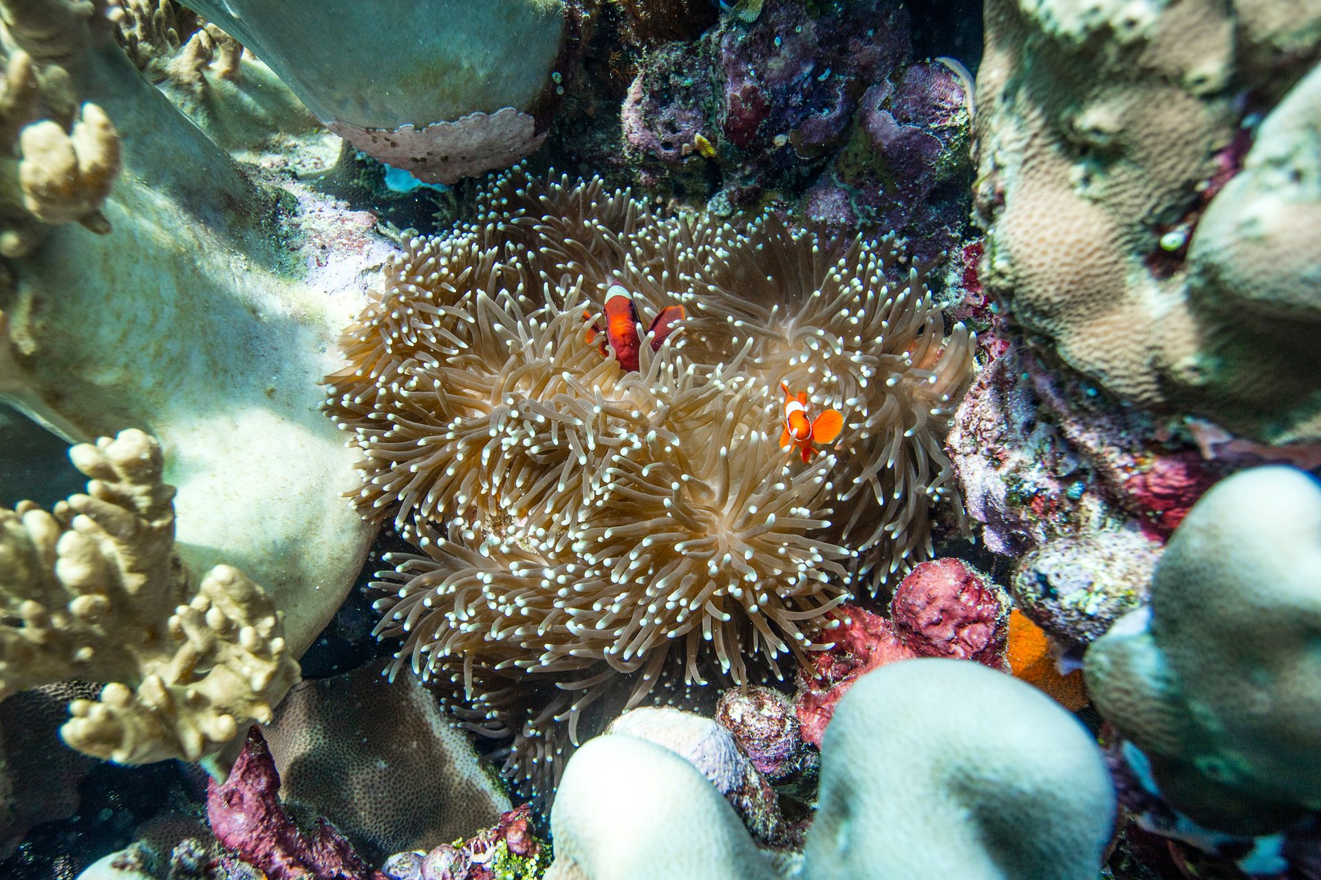 A sea anemone tickles a pair of clownfish in the Selat Dampier MPA, in Indonesia's farthest-east region of Papua. The degradation of reef ecosystems is occurring globally due to overfishing, pollution, and climate change, and their loss poses a direct threat not only to marine biodiversity but also to the health of fishing communities in developing nations.