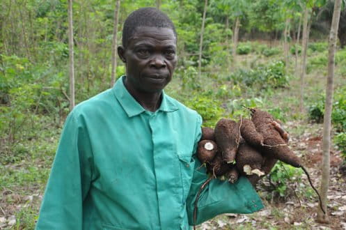 A farmer with cassava harvested from his rubber-based agroforest in Nigeria. Image courtesy World Agroforestry Centre