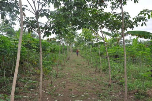 Intercropping rubber and food crops Nigeria. Image courtesy World Agroforestry Centre