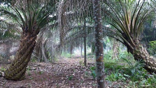 Oil palm grown with ‘jelutung’, a latex-producing tree, and coconut. Image courtesy World Agroforestry Centre/Robert Finlayson