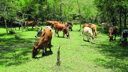 Ngitili silvipastoral system in Tanzania. Image courtesy World Agroforestry Centre