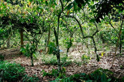 Traditional cacao agroforestry system in Sulawesi. Image courtesy World Agroforestry Centre