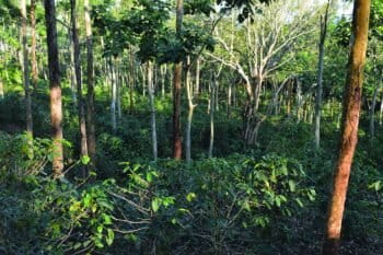 Shade grown coffee in Nicaragua. Image courtesy ICRAF/World Agroforestry