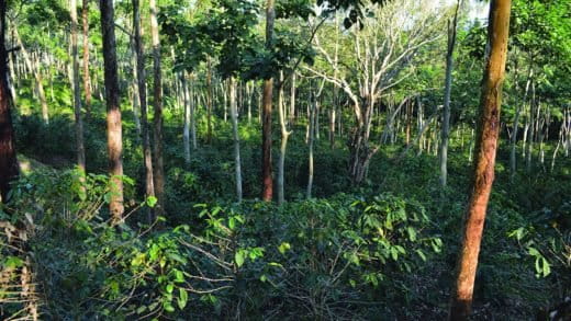 Shade grown coffee in Nicaragua. Image courtesy World Agroforestry Centre