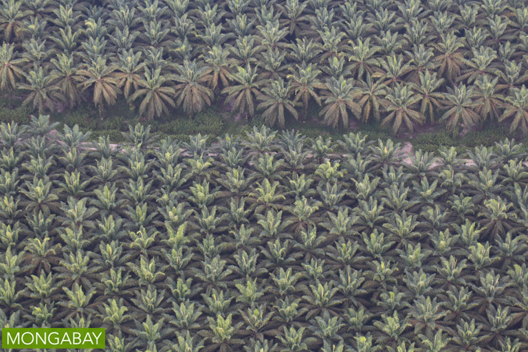 An oil palm estate on the island of Sumatra. Image by Rhett A. Butler/Mongabay.