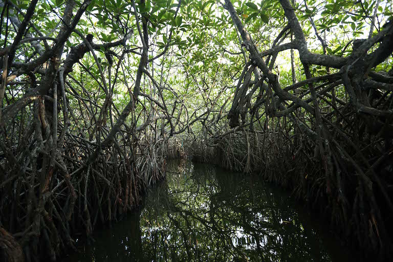 A mangrove forest in Sri Lanka. Photo courtesy of Seacology.