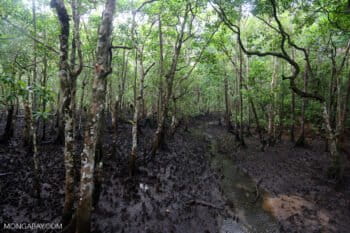 A mangrove forest in Daintree, Australia. Photo by Rhett A. Butler.