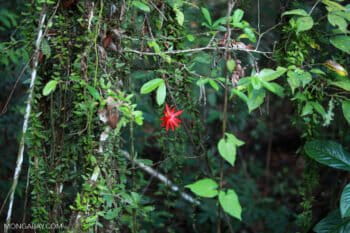 Red passion vine flower in the Amazon rainforest of Colombia. Photo by Rhett A. Butler.