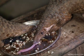 Pangolins rescued from wildlife traffickers. These individuals are at a rehabilitation center in Cambodia. Photo by Rhett Butler.