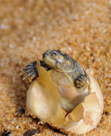 Hatchlings are counted and then released by the Amazon Turtle Program team. Photo courtesy of Luiz Baptista