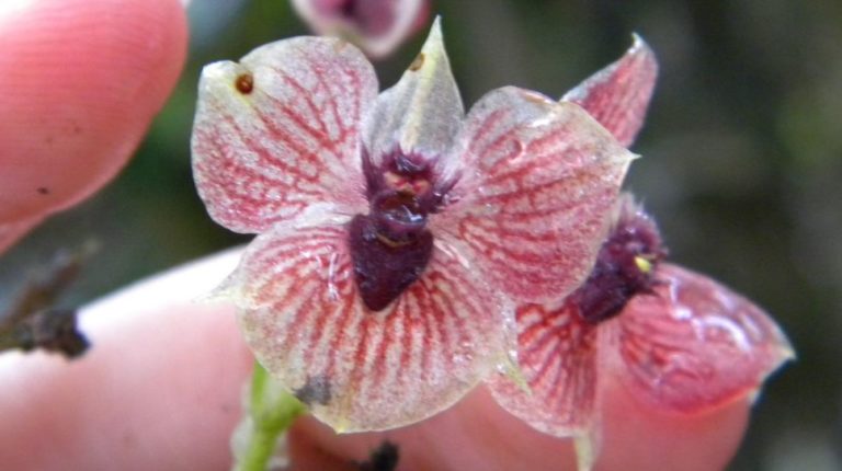 Close-up of the new orchid species Telipogon diabolicus showing its flower resembling a devil’s head. Photo by Marta Kolanowska. Close-up of the new orchid species Telipogon diabolicus showing its flower resembling a devil’s head. Photo by Marta Kolanowska.