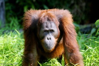 Borneo orangutan. Photo by Rhett A. Butler
