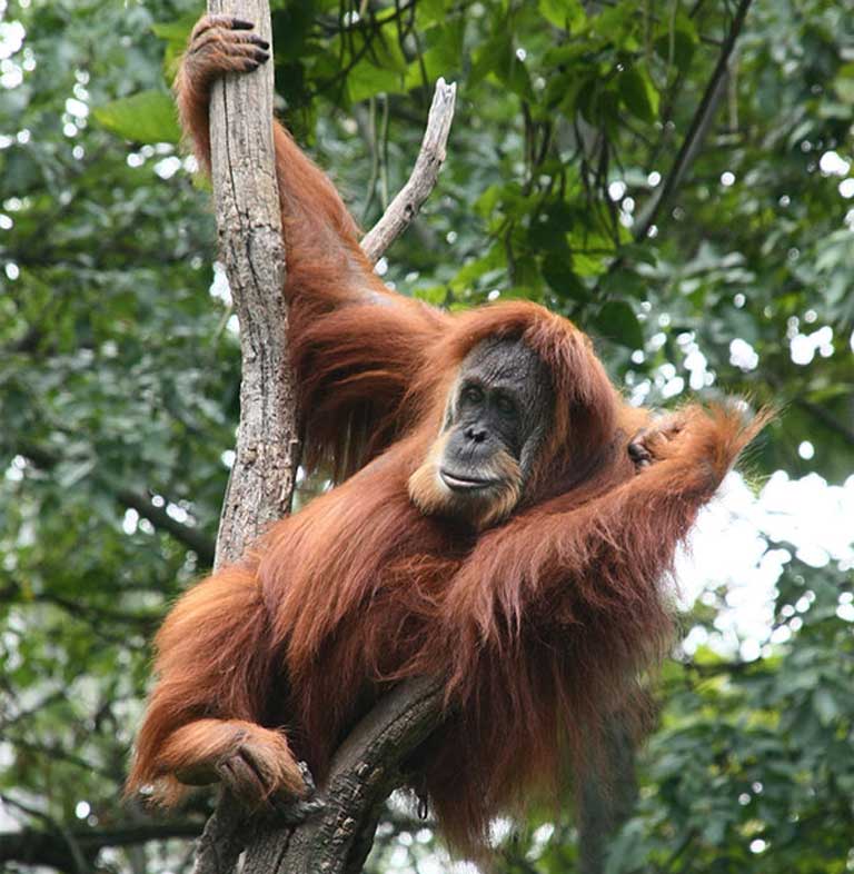 Even charismatic megafauna like Asia's orangutan continue to struggle to survive. Things are just as perilous, or worse, for Asia's Almost Famous animals. Photo by Greg Hume CC BY-SA 3.0