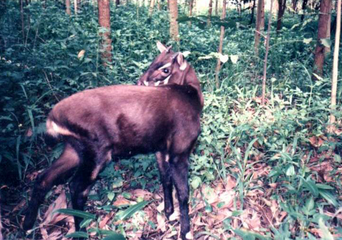 Saola (Pseudoryx nghetinhensis). Photo by Silviculture at Vietnamese Wikipedia licensed under CC BY-SA 3.0