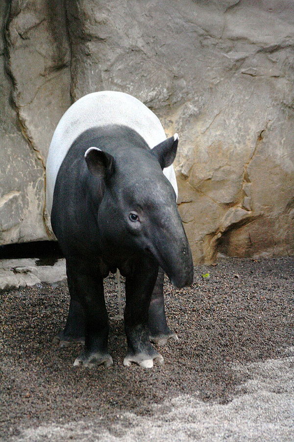 The Asian or Malayan Tapir (Tapirus indicus) Photo by jim Winstead CC BY 2.0.