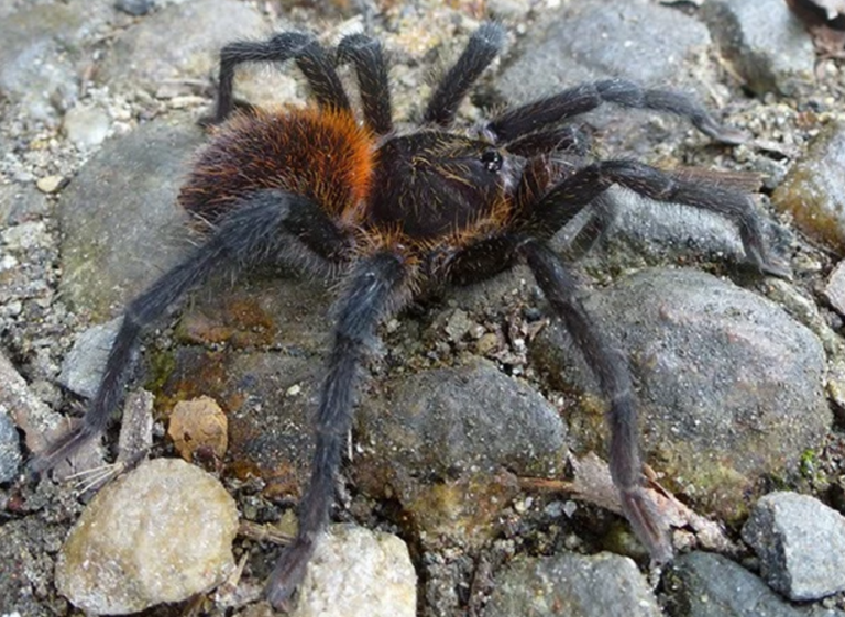 The new tarantula stabs its butt’s bristled hairs into its enemy directly instead of releasing a flying cloud of sharp hairs into the air as many other tarantulas do. Photo by Dirk Weinmann. The new tarantula stabs its butt’s bristled hairs into its enemy directly instead of releasing a flying cloud of sharp hairs into the air as many other tarantulas do. Photo by Dirk Weinmann.