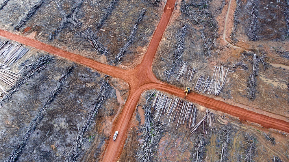 A pile of wood that has been prepared to be burned in land controlled by Korindo in Papua. Photo courtesy of Mighty