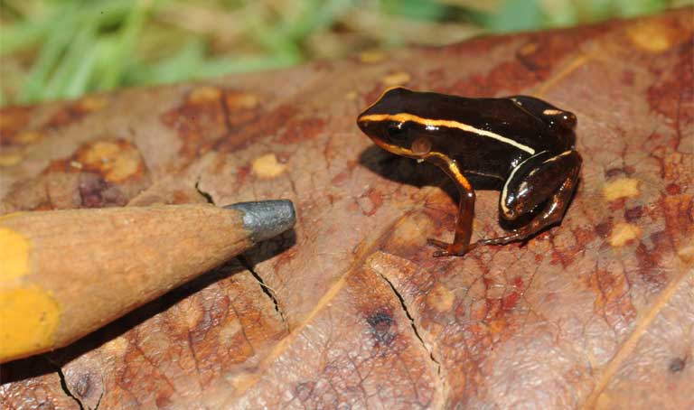 Many species are endemic to Cuba. This one, Eleutherodactylus Iberia, is the second smallest frog in the world. The photographer, Dr. Chris Raxworthy, is co-curating the Cuba exhibition with Ana Porzecanski. Photo courtesy of ©AMNH /C. Raxworthy