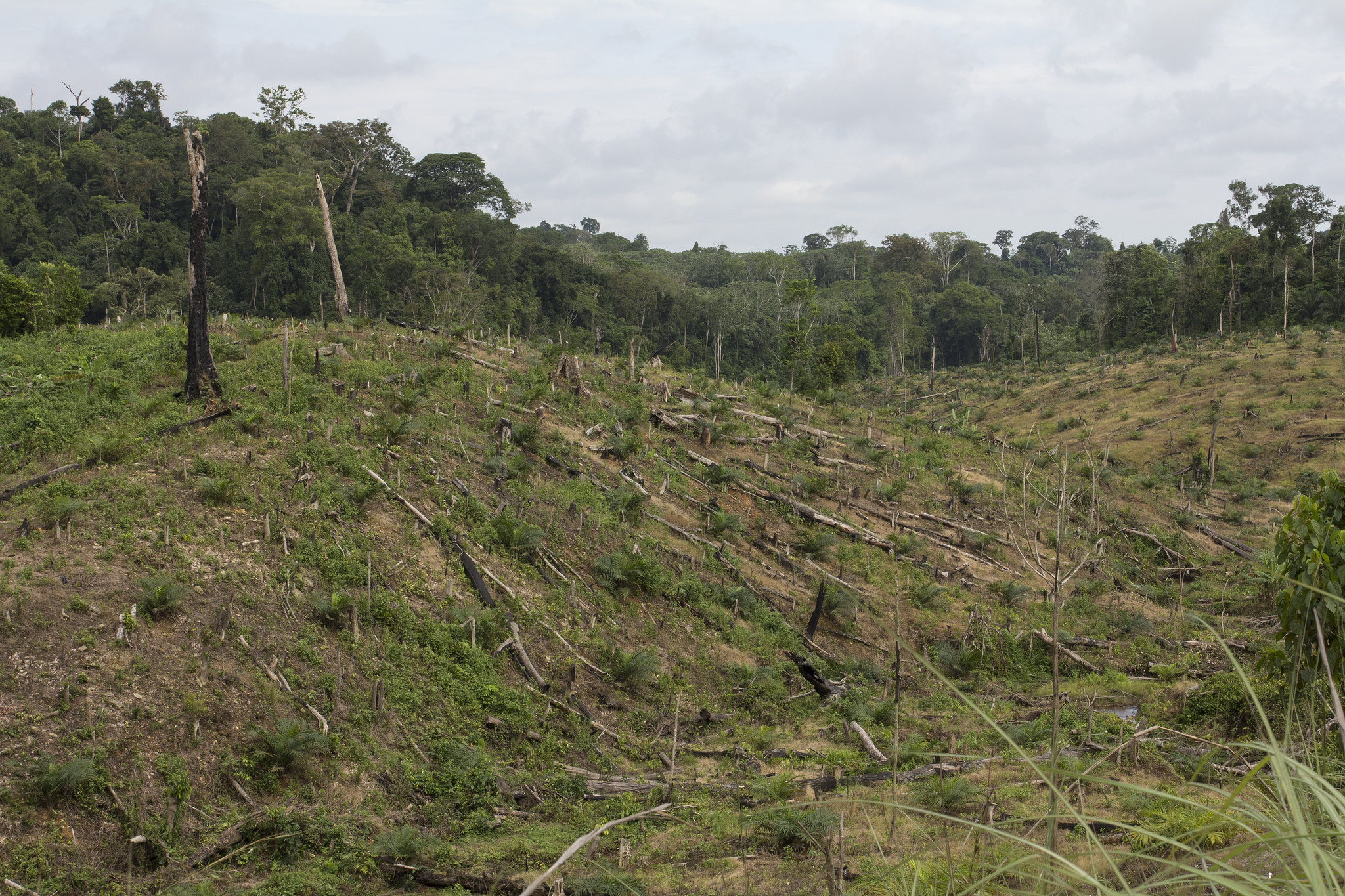 Cables reveal US gov't role in Herakles Farms land grab in Cameroon