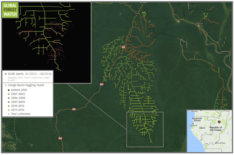 A large network of logging roads is growing in the Republic of Congo. Tree cover loss alerts from the Global Land Analysis and Discovery (GLAD) lab indicate further extension were added in 2015 and 2016. 