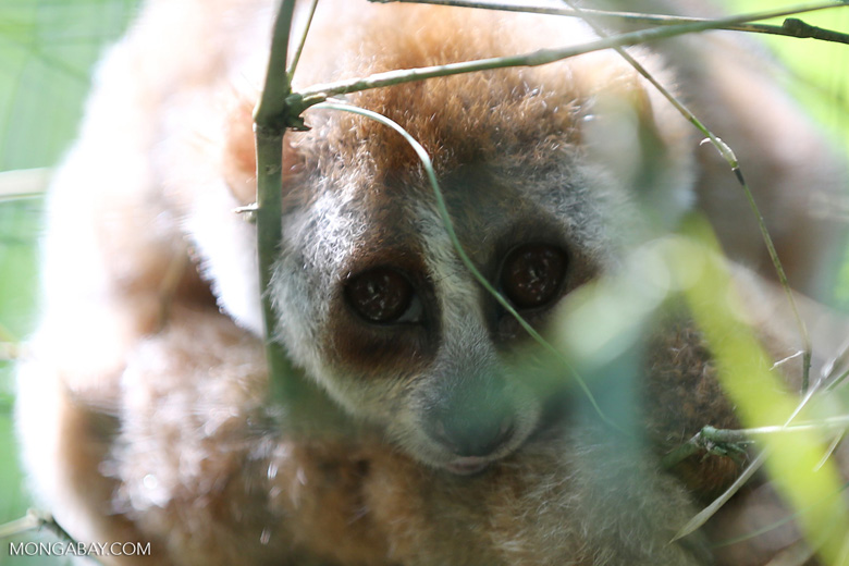 A slow loris in north Sumatra. Photo by Rhett A. Butler