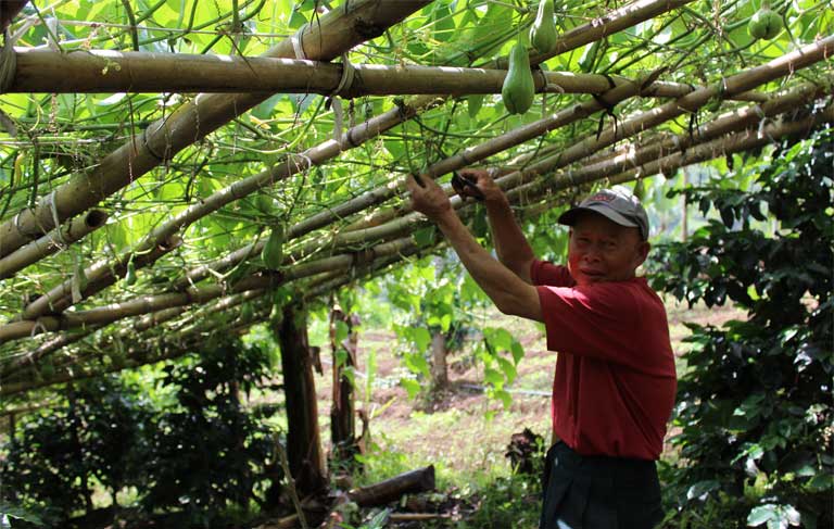 A farmer working with a crop called “labu” that is grown in the project area. Lorises can be good pollinators and valuable to farmers. Educating farmers to that fact is important to conserving the animals. Photo by Kathleen Reinhardt