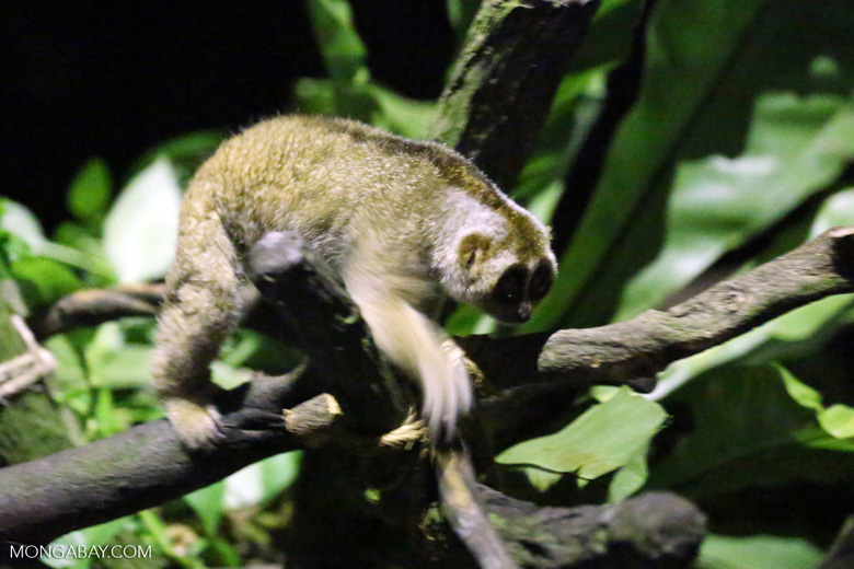 The loris, unlike many other primates, can’t swing tree to tree, but moves slowly from limb to limb. Photo by Rhett A. Butler