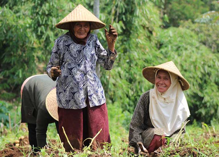 Farmers picking potatoes in the Little Fireface Project's research area in West Java, Indonesia. Lorises love forest edges, so can live successfully near human communities. Photo by Kathleen Reinhardt